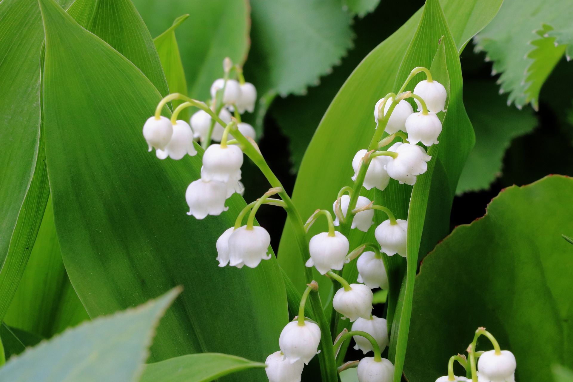 Buy Giant Lily Of The Valley Online