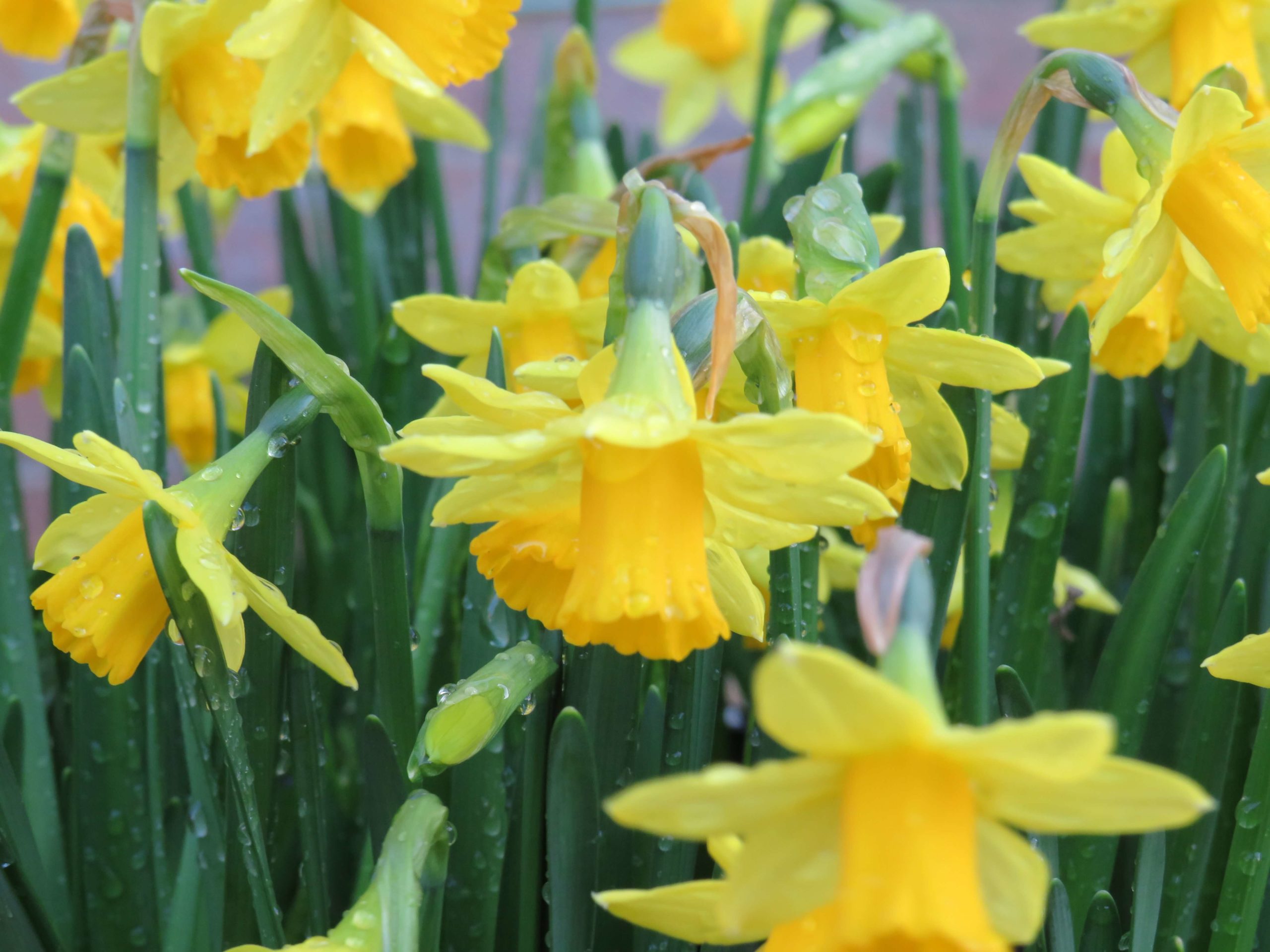 Narcissus Tete-A-Tete | Naturescape Wildflower Farm