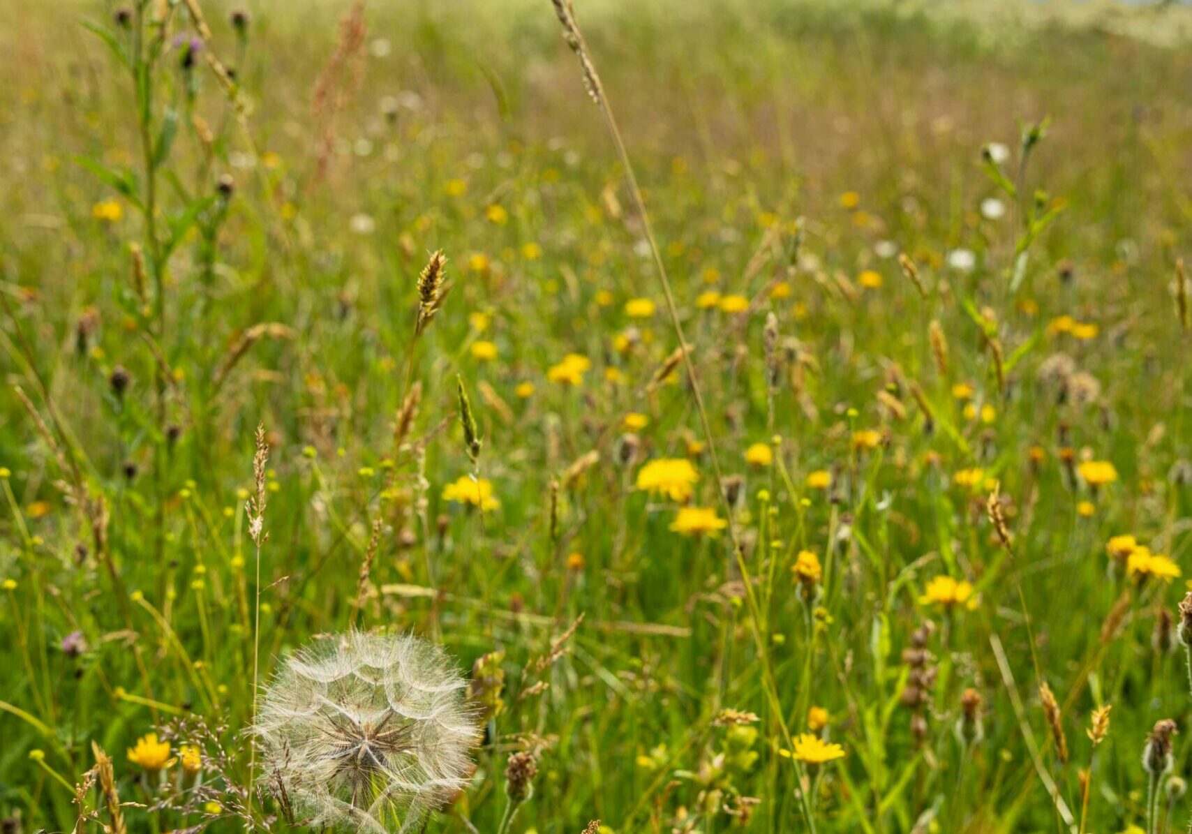 naturescape wildflower meadow